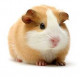 Guinea pig