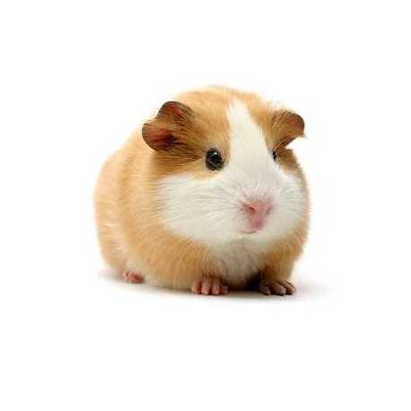 Guinea pig