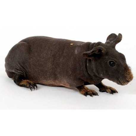 Skinny guinea pig