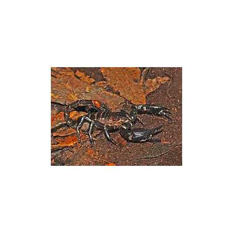 Spiny scorpion (Heterometrus spinifer)