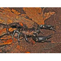 Spiny scorpion (Heterometrus spinifer)