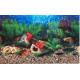 Double-sided wallpaper 60cm/1m typ E | aquaristics