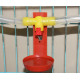 Feed and feeders for poultry and rabbits Feeder for chickens, chickens and quails T19