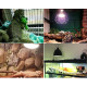 Lighting in the terrarium | terrarium