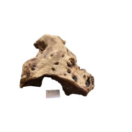 Decorations for aquariums Natural Mopan 20