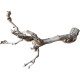 Decorations for aquariums Natural Driftwood Grapevite D54